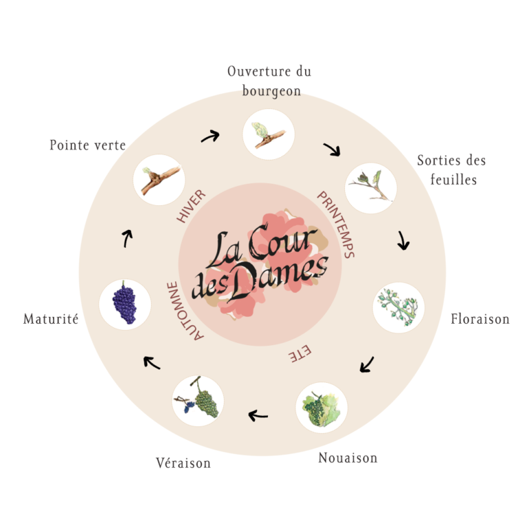 Voyage Au Fil Du Temps Le Cycle De La Vigne La Cour Des Dames